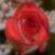 cinnamon0415