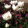 twoblooms